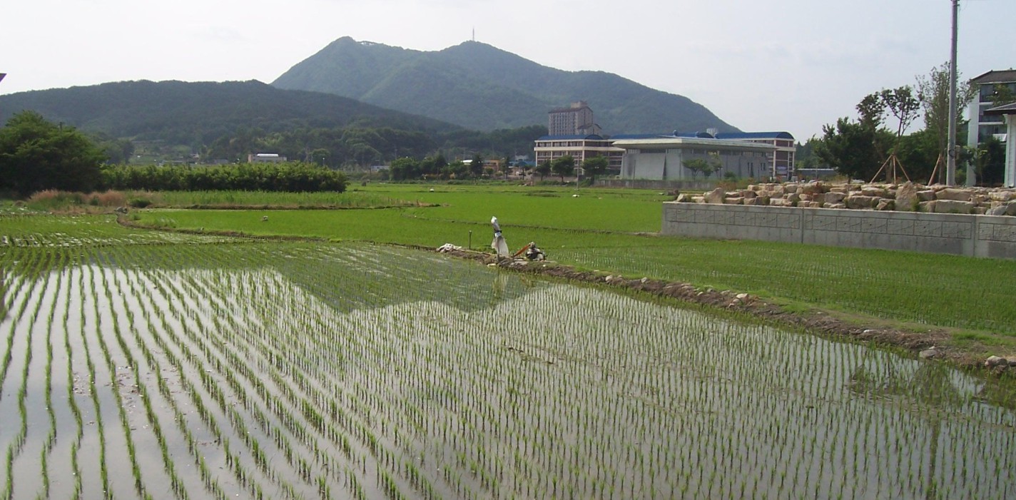 History of Korean Cuisine : The Central Role of Rice